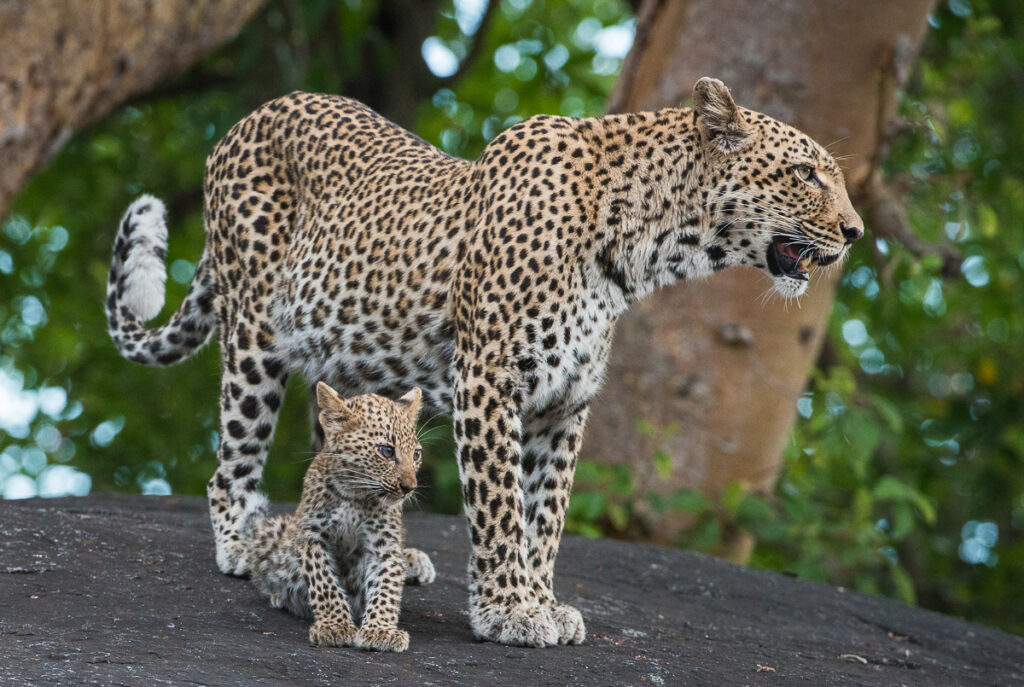 5-Days-Tanzania-Safari-Crowd-free-Tarangire-Serengeti-Ngorongoro